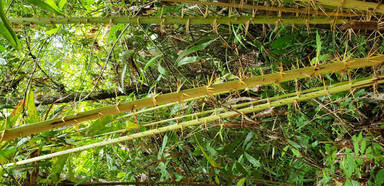 《泰国甲米府自由行-第四天-翡翠池、温泉、皮划艇》
